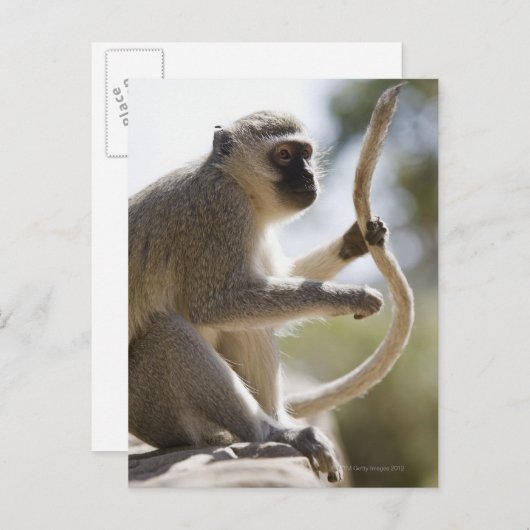 Dekstaartstaart Briefkaart (Voorkant / Achterkant)