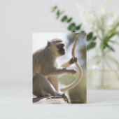 Dekstaartstaart Briefkaart (Staand voorkant)