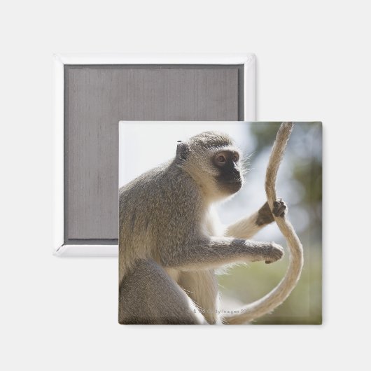 Dekstaartstaart Magneet (Voorkant / Achterkant)