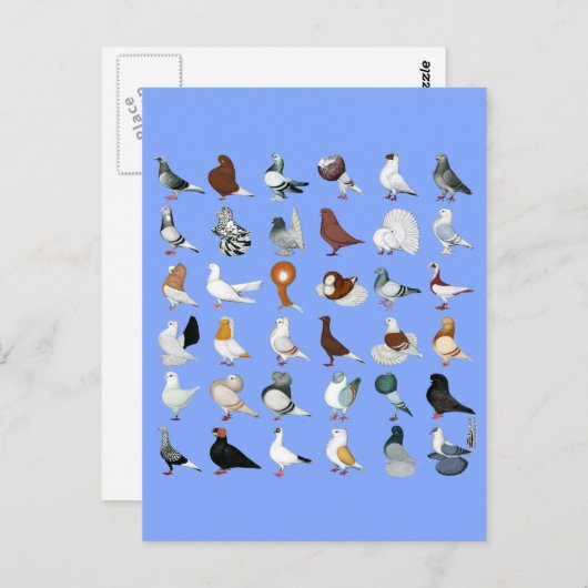 Dekvloeren Briefkaart (Voorkant / Achterkant)