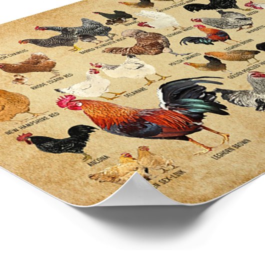 Dekvloeren van  kippenkwekers poster (Hoek)