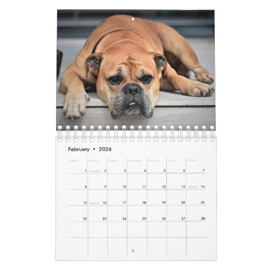 Dekvloeren van magnificant Bully Kalender (Feb 2026)