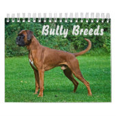 Dekvloeren van magnificant Bully Kalender (Hoes)