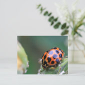 Dekvogel Briefkaart (Staand voorkant)