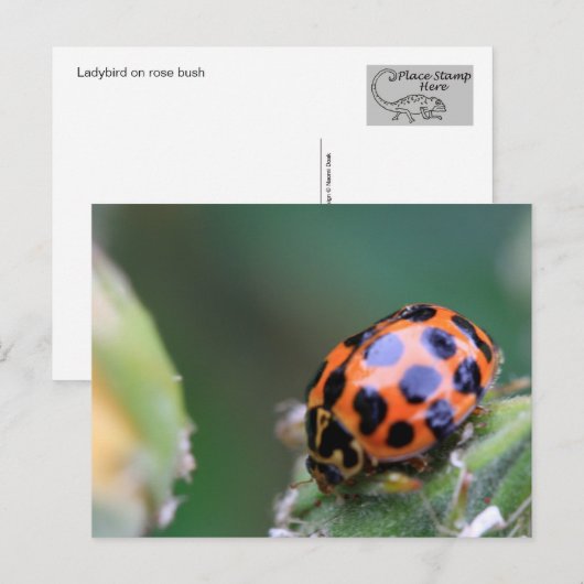 Dekvogel Briefkaart (Voorkant / Achterkant)