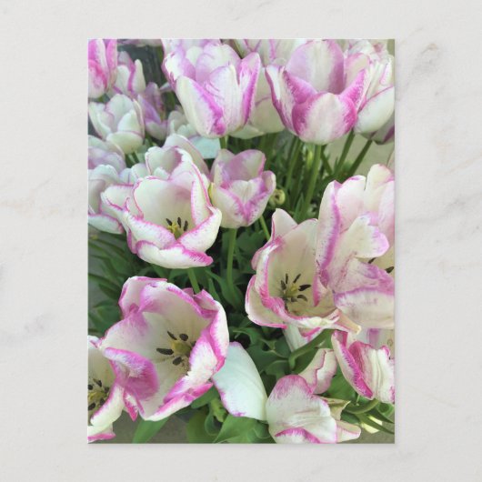 Del Piero Tulips Briefkaart (Voorkant)