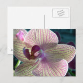 Del-Ray Orchid Briefkaart (Voorkant / Achterkant)