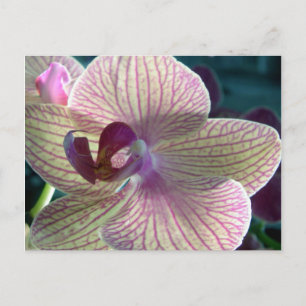 Del-Ray Orchid Briefkaart