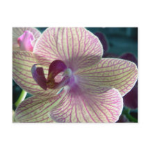 Del-Ray Orchid Briefkaart