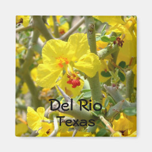 Del Rio Texas Magnet gele Allthorn bloem