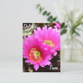 Del Rio Texas souvenirs roze cactus flower Briefkaart (Staand voorkant)