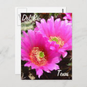 Del Rio Texas souvenirs roze cactus flower Briefkaart (Voorkant / Achterkant)