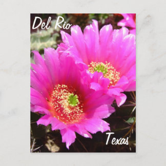 Del Rio Texas souvenirs roze cactus flower Briefkaart