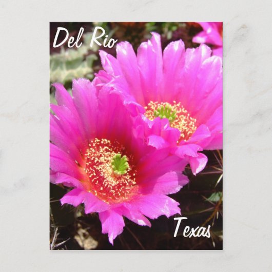 Del Rio Texas souvenirs roze cactus flower Briefkaart (Voorkant)
