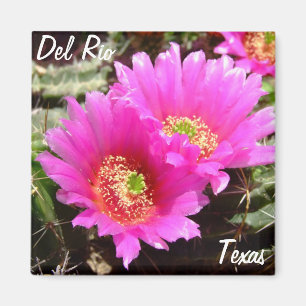 Del Rio Texas souvenirs roze cactus flower Magneet