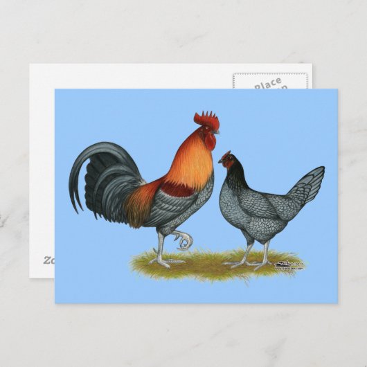 Delaware Blue Hen Briefkaart (Voorkant / Achterkant)