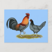 Delaware Blue Hen Briefkaart (Voorkant)