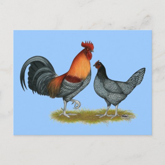 Delaware Blue Hen Briefkaart (Voorkant)