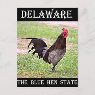 Delaware Blue Hen (Rooster) Briefkaart