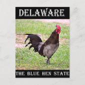 Delaware Blue Hen (Rooster) Briefkaart (Voorkant)