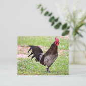 Delaware Blue Hen (Rooster) Briefkaart (Staand voorkant)