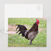 Delaware Blue Hen (Rooster) Briefkaart (Voorkant / Achterkant)