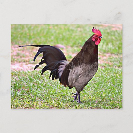 Delaware Blue Hen (Rooster) Briefkaart (Voorkant)