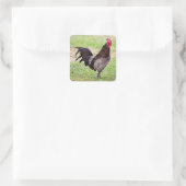 Delaware Blue Hen (rooster) Vierkante Sticker (Tas)