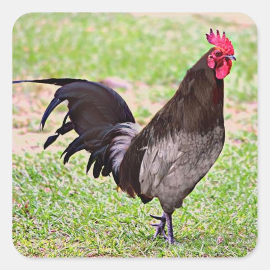 Delaware Blue Hen (rooster) Vierkante Sticker (Voorkant)