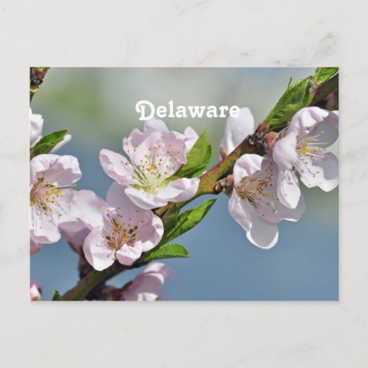 Delaware Briefkaart (Voorkant)