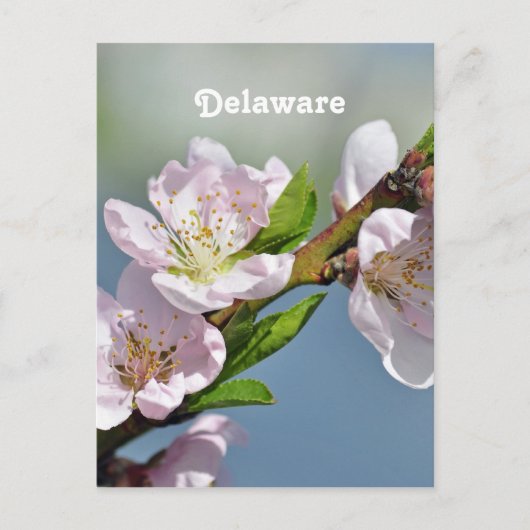 Delaware Briefkaart (Voorkant)