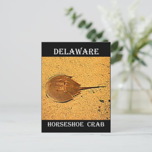 Delaware Hoefijzer Crab Briefkaart (Staand voorkant)