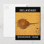 Delaware Hoefijzer Crab Briefkaart (Voorkant / Achterkant)