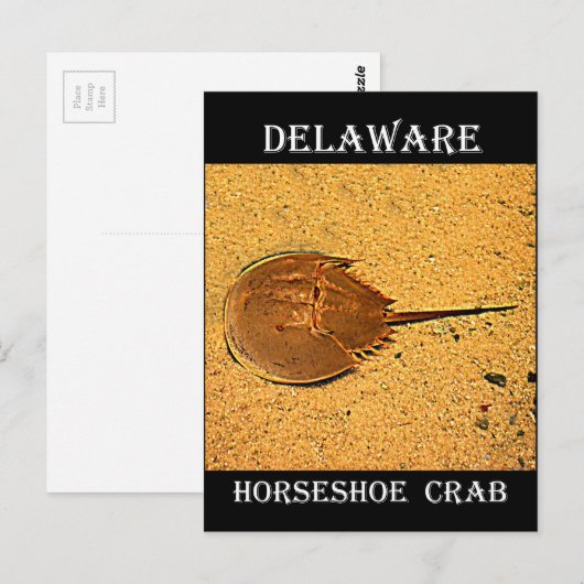 Delaware Hoefijzer Crab Briefkaart (Voorkant / Achterkant)