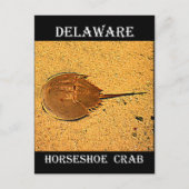 Delaware Hoefijzer Crab Briefkaart (Voorkant)