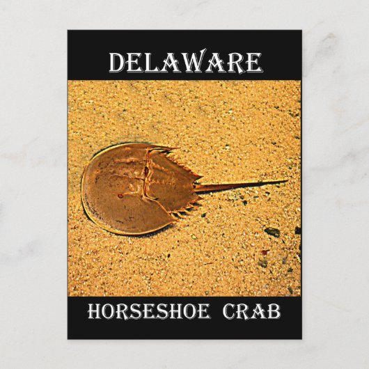 Delaware Hoefijzer Crab Briefkaart (Voorkant)