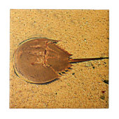 Delaware Hoefijzer Crab Tegeltje (Voorkant)