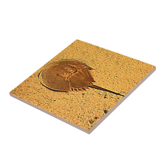 Delaware Hoefijzer Crab Tegeltje (Zijkant)