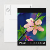 Delaware Peach Blossom Briefkaart (Voorkant / Achterkant)