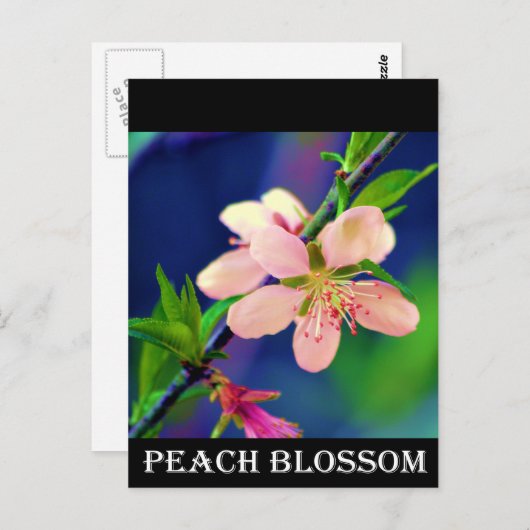 Delaware Peach Blossom Briefkaart (Voorkant / Achterkant)