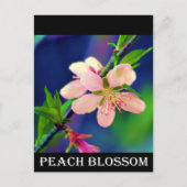 Delaware Peach Blossom Briefkaart (Voorkant)