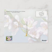 Delaware State Flower: Peach Blossom Briefkaart (Achterkant)