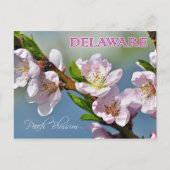 Delaware State Flower: Peach Blossom Briefkaart (Voorkant)