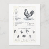 Delen van de kip briefkaart (Voorkant)