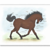 Delen van de Paardenanatomie op Bay Pony Met Blaze Sticker (Voorkant)