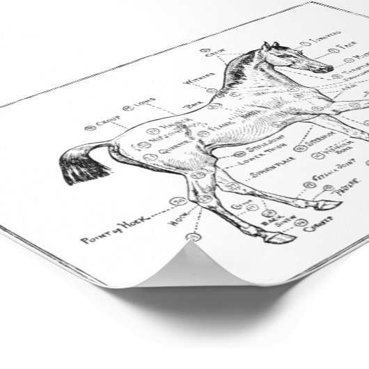 "Delen van paardachtigen" Poster (Hoek)