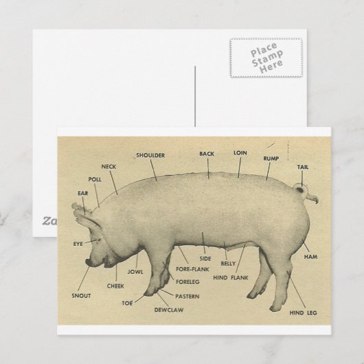delen van varkens briefkaart (Voorkant / Achterkant)