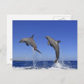 Delfin 2 briefkaart (Voorkant / Achterkant)