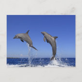 Delfin 2 briefkaart (Voorkant)