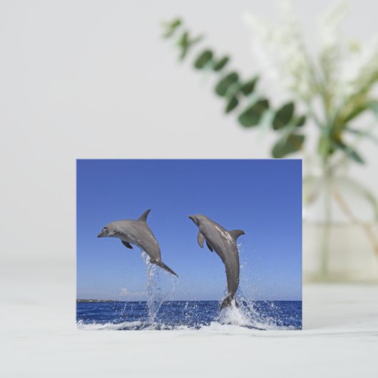 Delfin 2 briefkaart (Staand voorkant)